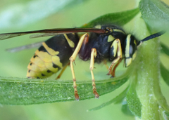 Vespula vidua