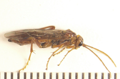 Tenthredopsis nassata