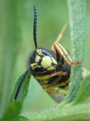 Vespula vidua