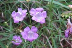 Agalinis purpurea