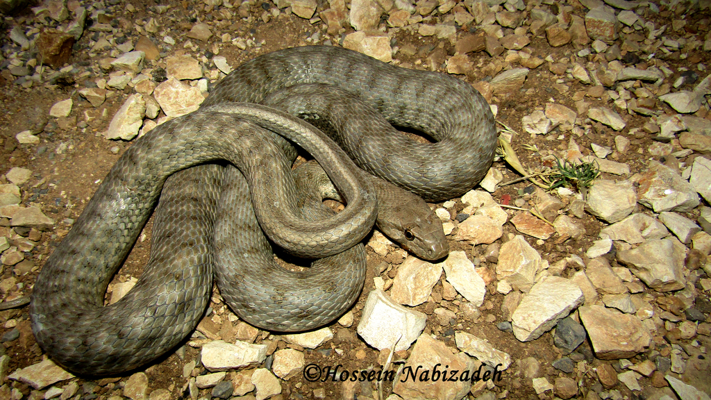 Spotted Whip Snake