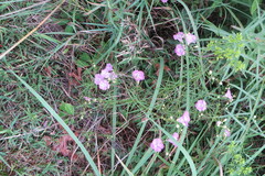 Agalinis purpurea