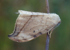 Drepana arcuata