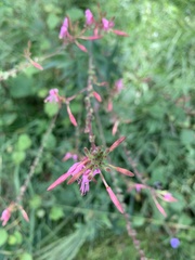 Oenothera gaura