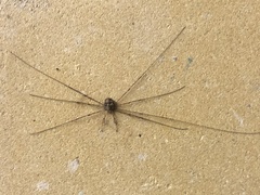Dicranopalpus