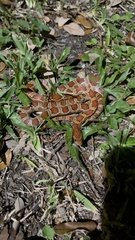 Pantherophis guttatus
