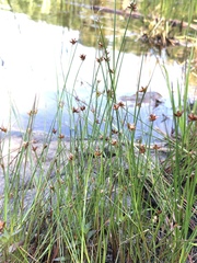 Juncus nodosus