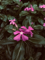 Catharanthus roseus