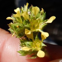 Ivesia campestris
