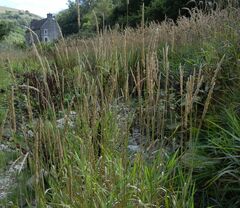 Phalaris arundinacea