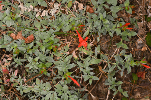 Humboldt County fuchsia (Epilobium septentrionale)