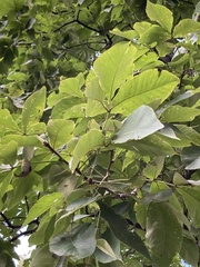 Carya ovata