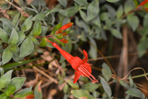 Epilobium septentrionale, photograph 1