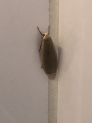 Eilema griseola