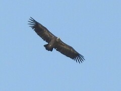 Gyps fulvus