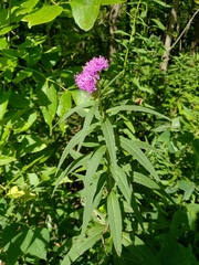 Vernonia fasciculata