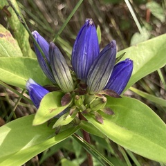 Gentiana andrewsii