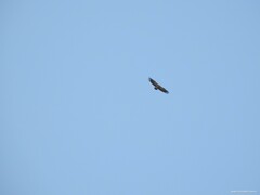 Gyps fulvus