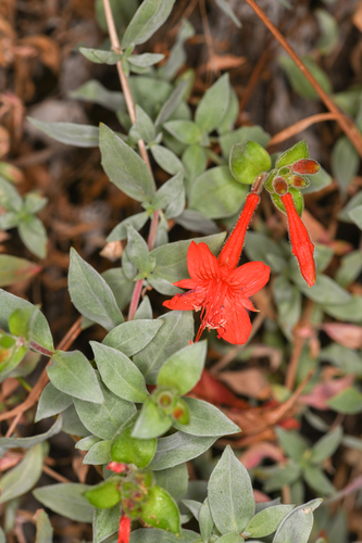 Epilobium septentrionale, photograph 2