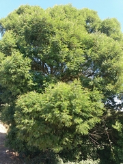 Acacia mearnsii
