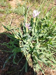 Tragopogon marginifolius