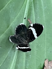 Trichodezia albovittata