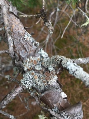 Imshaugia placorodia