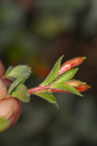 Epilobium septentrionale, photograph 3