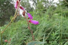 Desmodium canadense