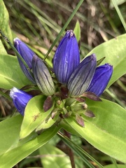 Gentiana andrewsii