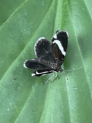 Trichodezia albovittata