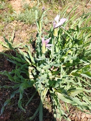 Tragopogon marginifolius
