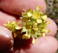 Ivesia campestris