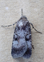 Feltia geniculata