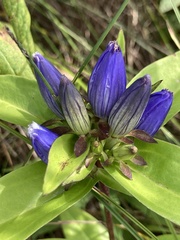 Gentiana andrewsii