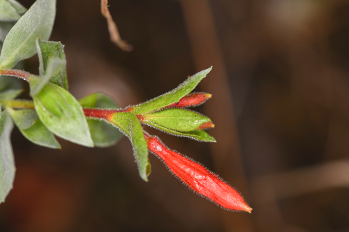 Epilobium septentrionale, photograph 5