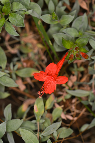 Epilobium septentrionale, photograph 6