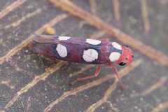 Tettisama quinquemaculata
