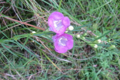 Agalinis purpurea