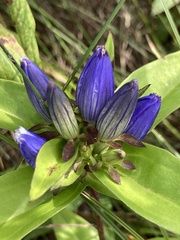 Gentiana andrewsii