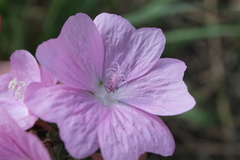 Malva moschata