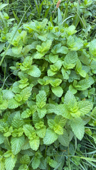 Mentha spicata