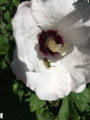 Agapostemon virescens