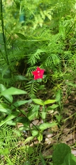 Ipomoea quamoclit