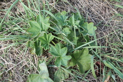 Alchemilla subcrenata