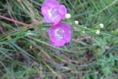 Agalinis purpurea