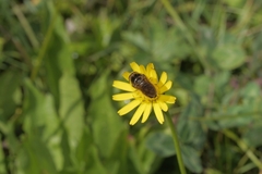 Syrphidae