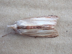 Cucullia convexipennis