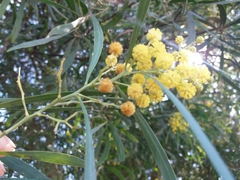 Acacia provincialis