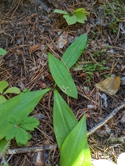 Clintonia uniflora